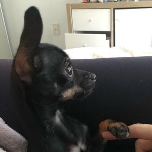 Meet your Posher, Vanessa